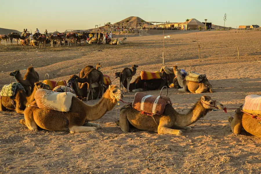 Camels resting agafay desert