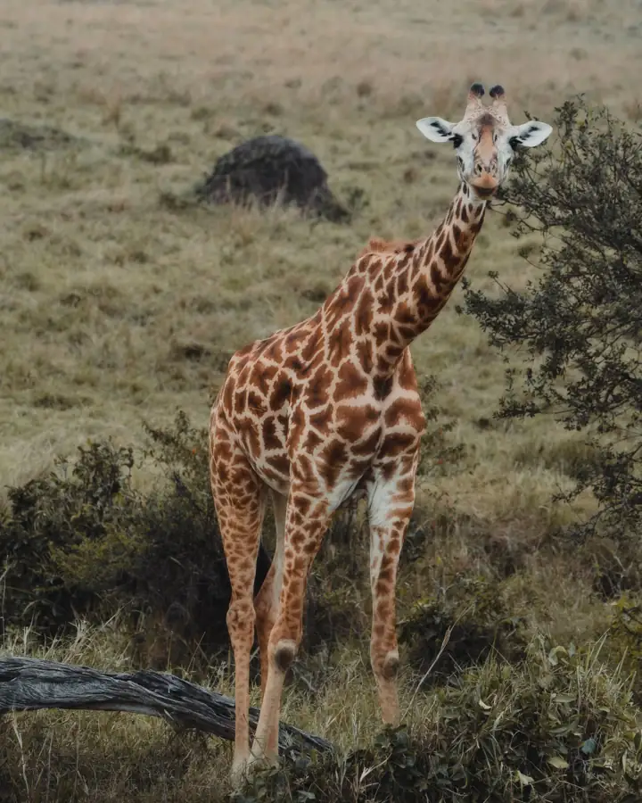 Giraffe standing savanna, Nairobi