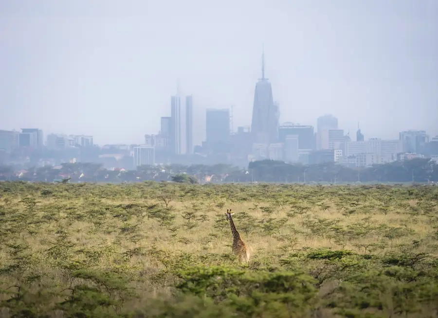 Giraffe with city skyline national park, Nairobi