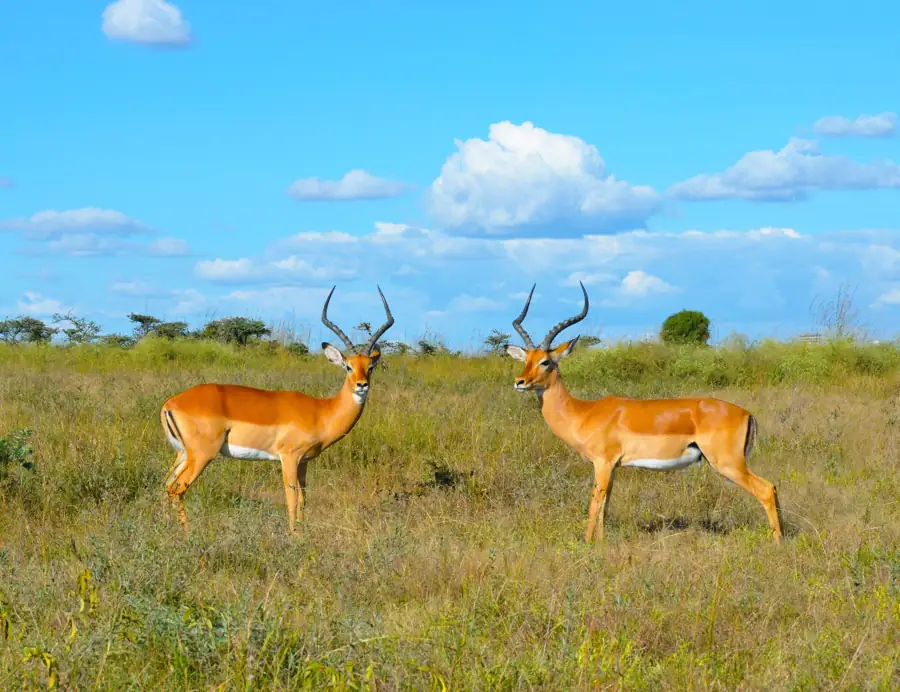 Impala pair grassland, Nairobi