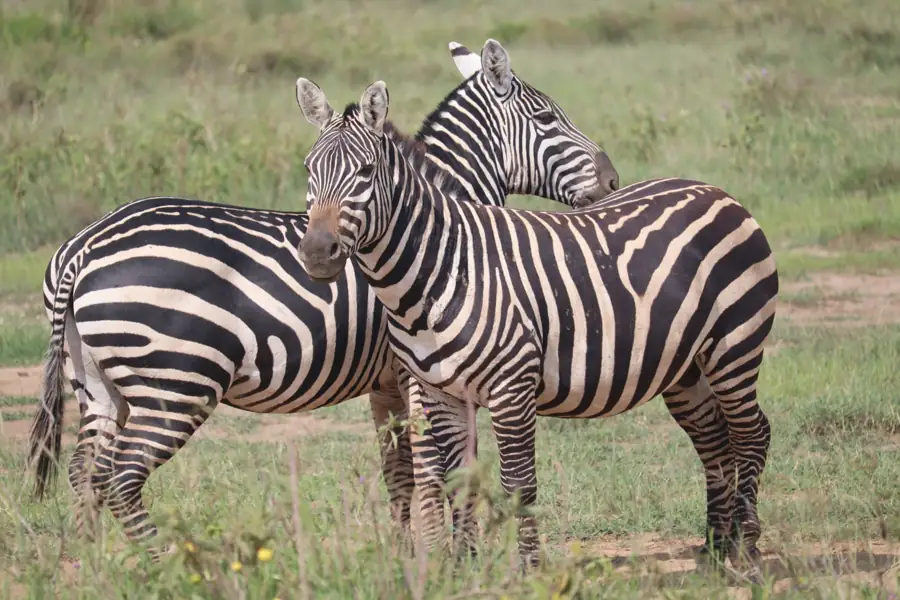 Plains zebras