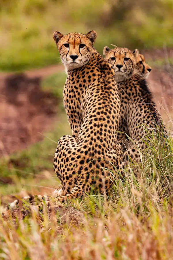 Safari cheetahs watching