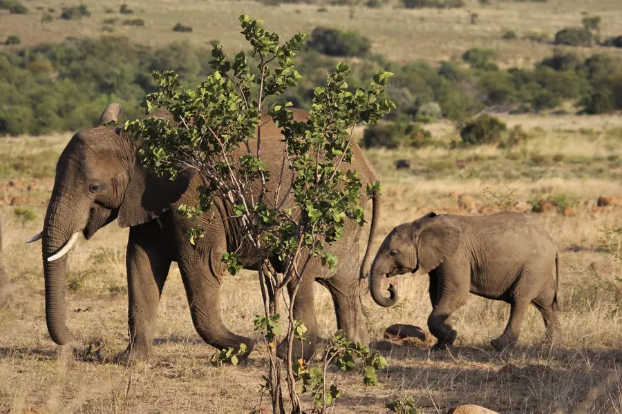 Safari elephant mother and calf