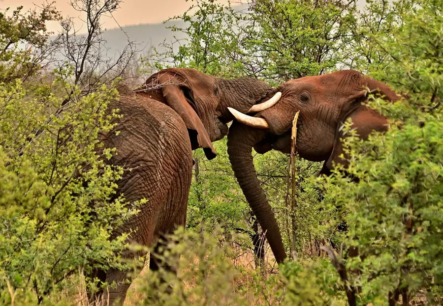 Safari elephants sparring bush