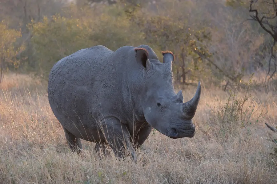 Safari white rhino golden light