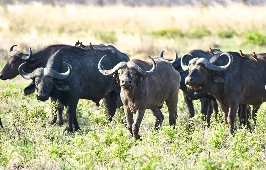 Buffalo herd