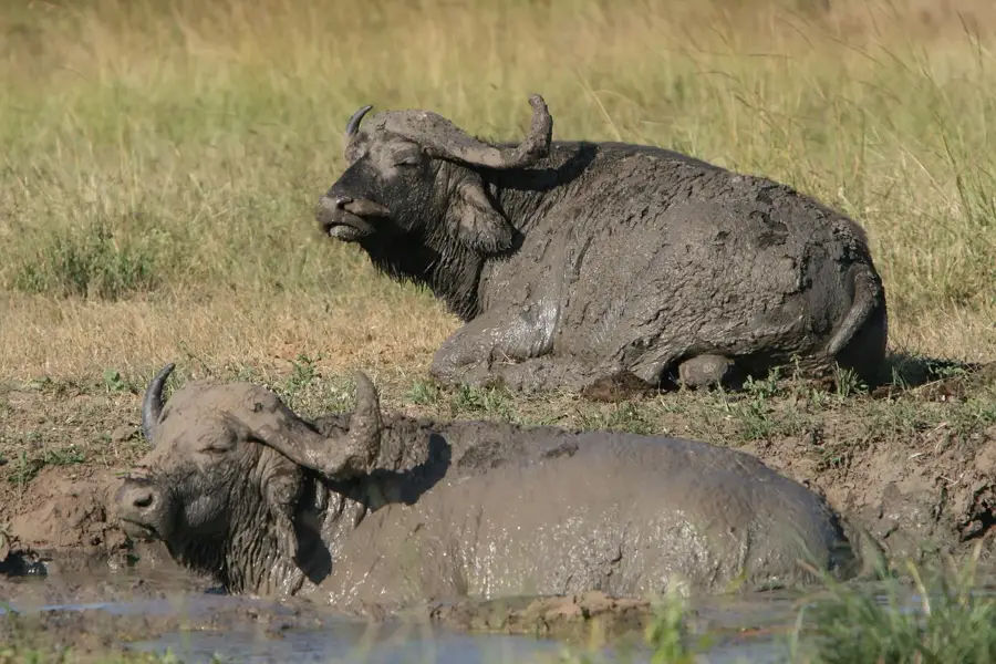 Buffalo mud wallow