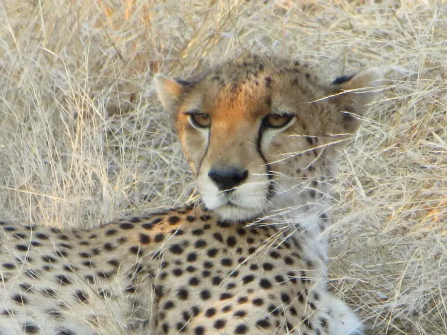 Cheetah resting dry grass, Tanzania