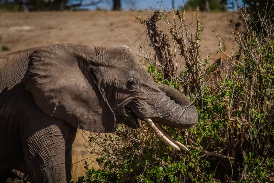 Elephant feeding bush