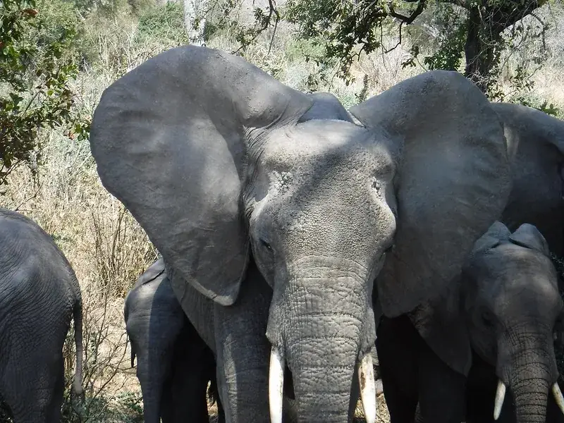 Elephant herd close up