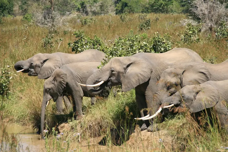 Elephants drinking waterhole