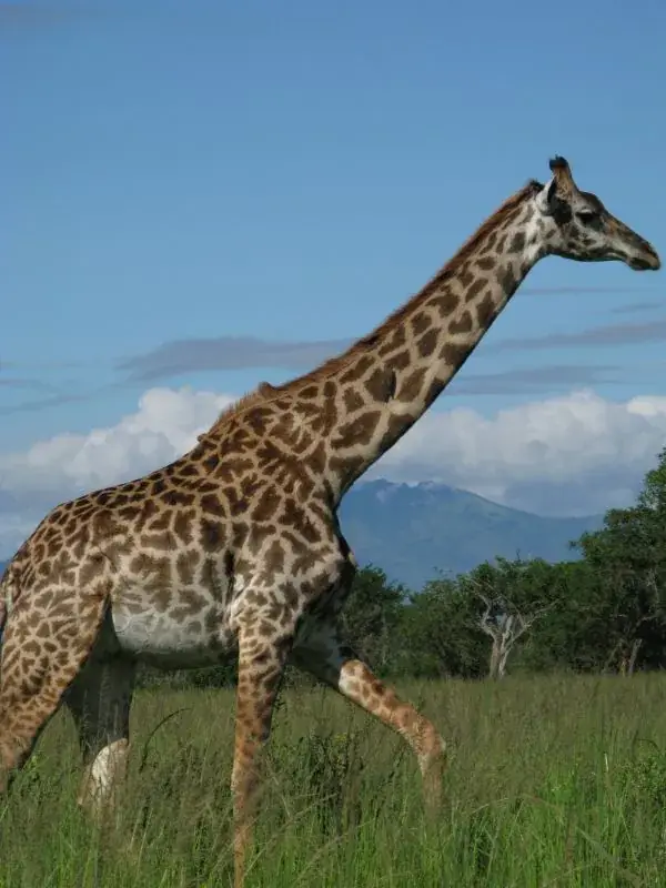 Giraffe walking mountain view, Tanzania