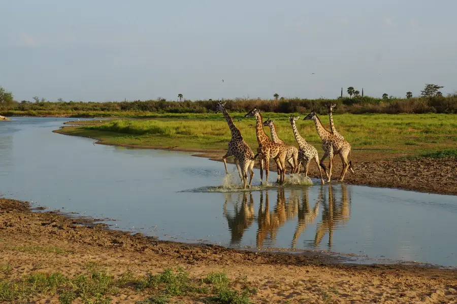 Giraffes drinking river reflection