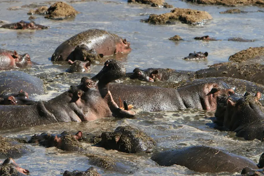 Hippos pool, Tanzania