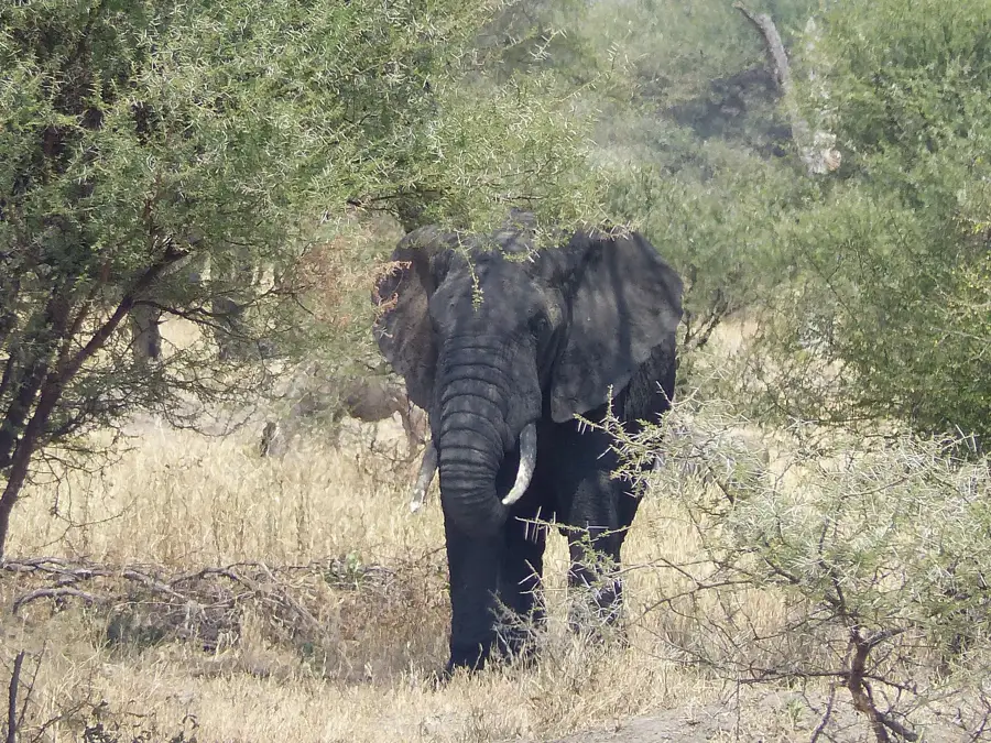 Lone elephant bush, Tanzania