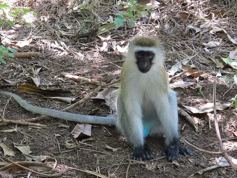 Vervet monkey