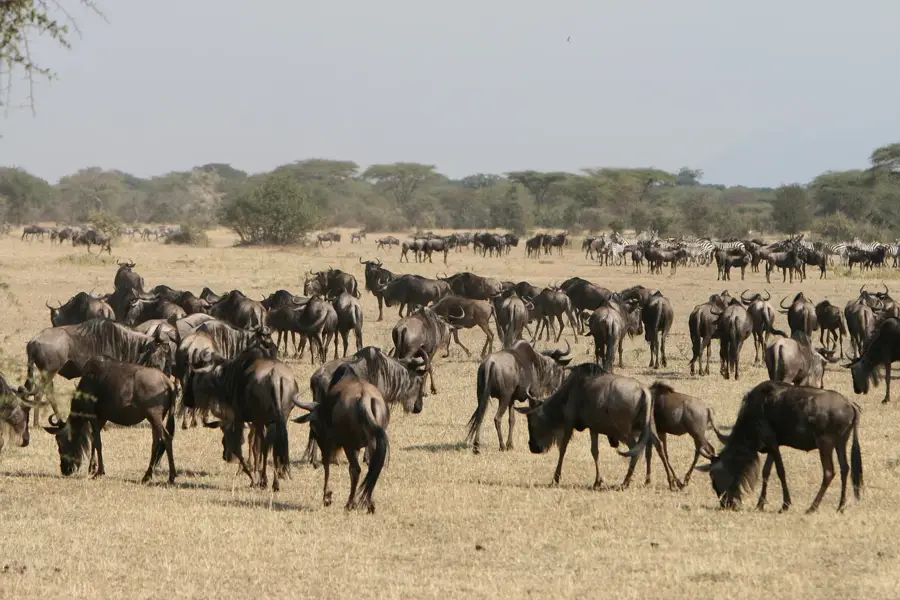 Wildebeest herd plains, Tanzania