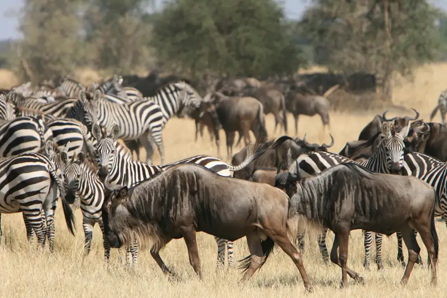 Zebra wildebeest herd, Tanzania