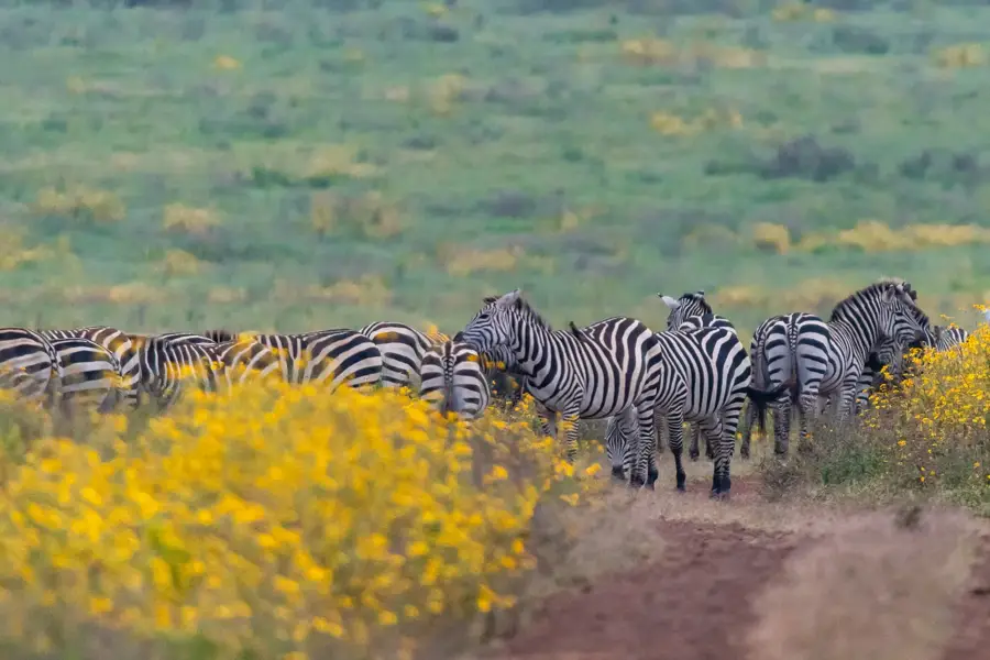 Zebras yellow wildflowers